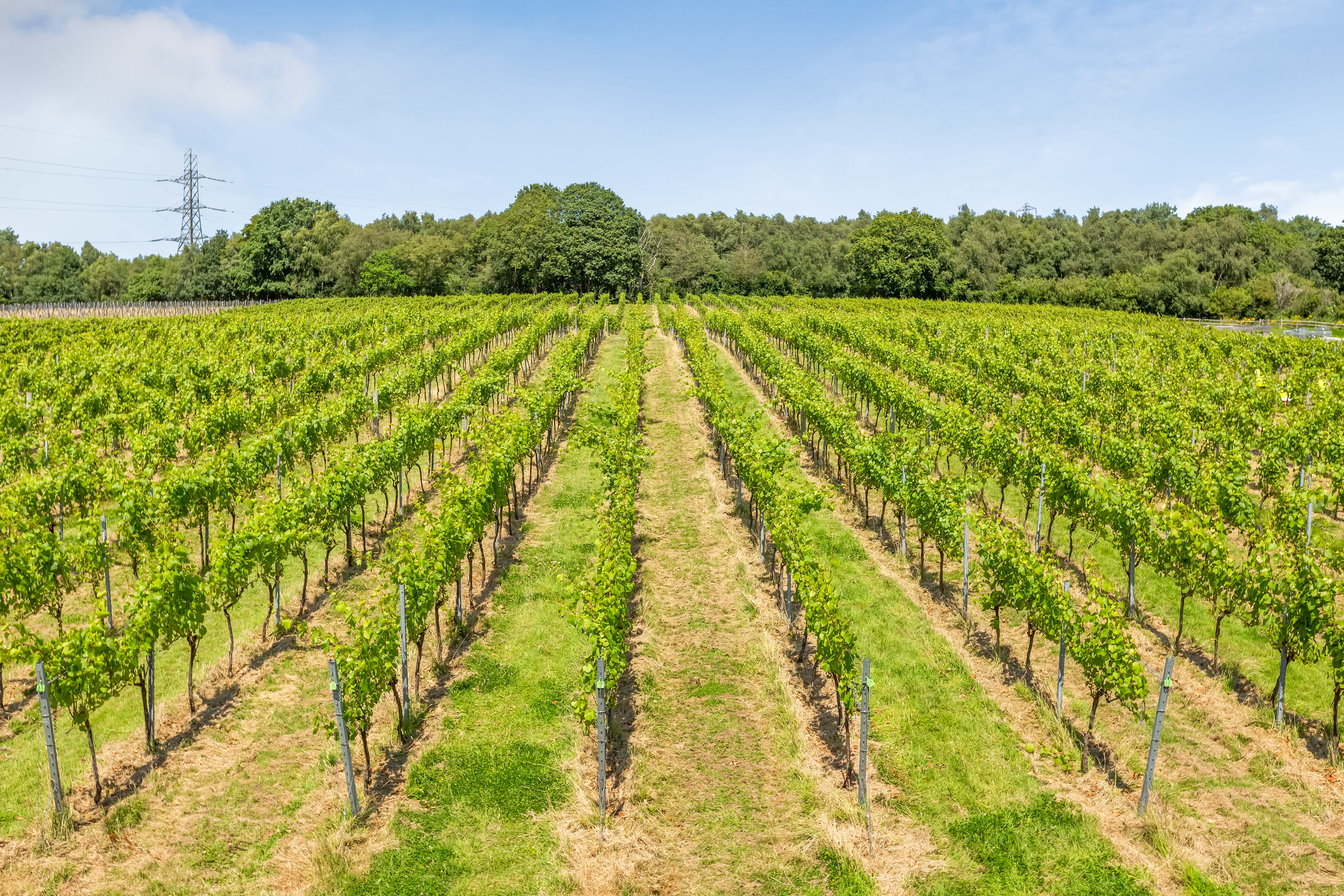 Bolney Wine estate Vineyards