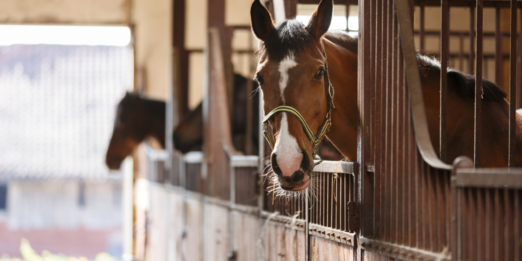 Guide to buying an equestrian property