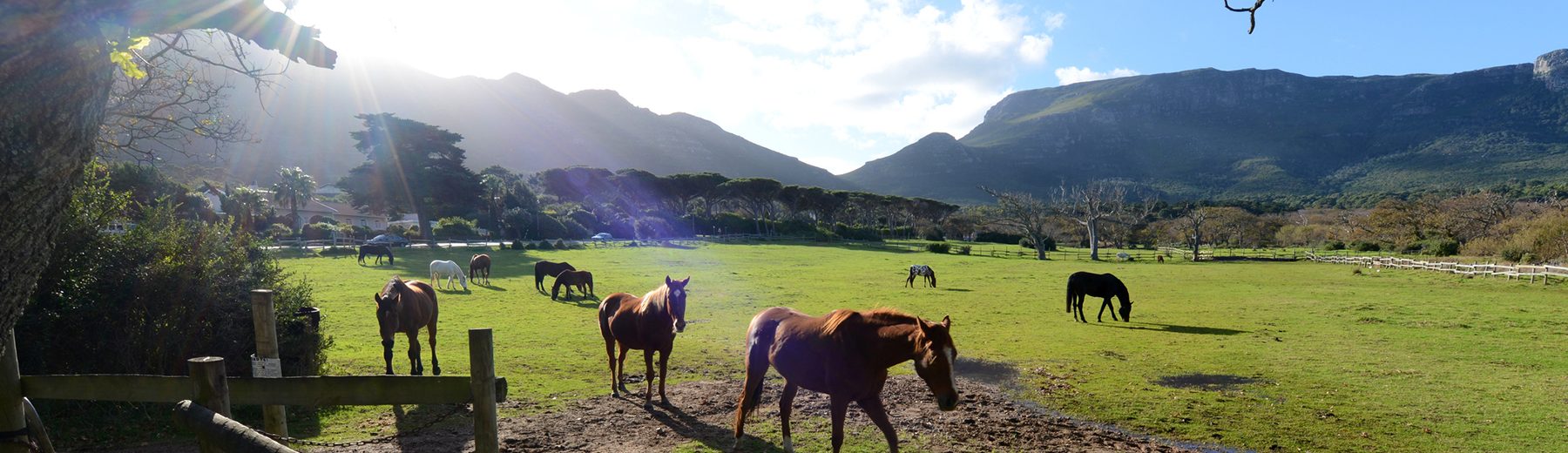 Equestrian properties Fine & Country