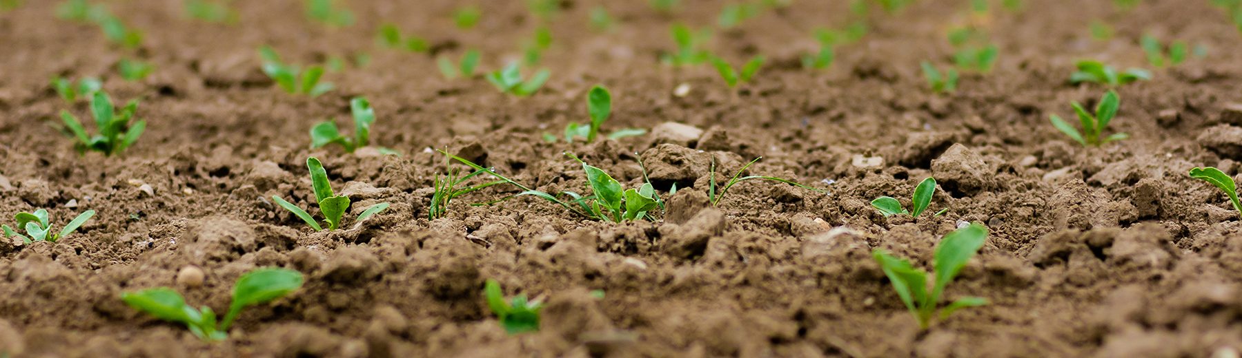 Land for sale Fine & Country