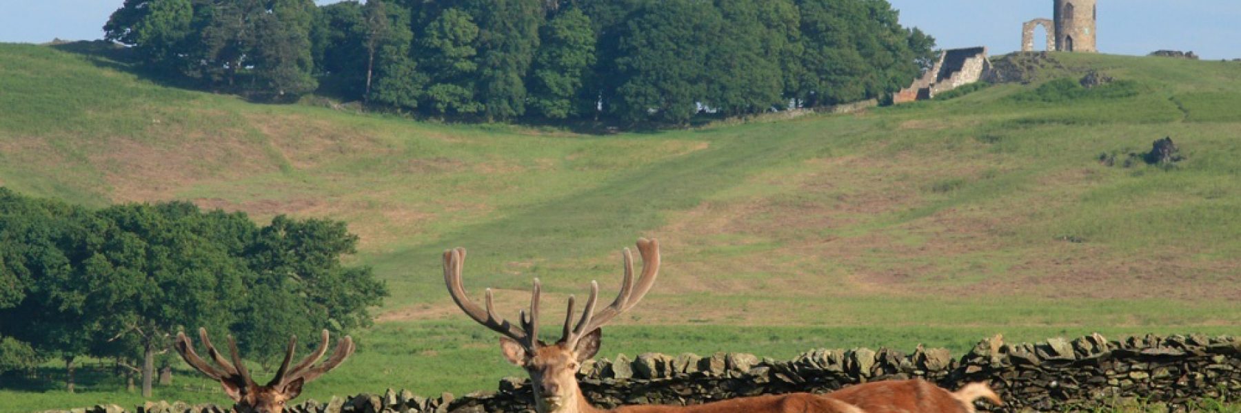 Places to Visit Bradgate Park Old John with deer