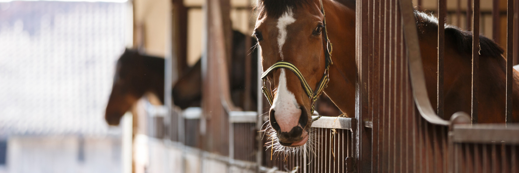 Guide to buying an equestrian property Fine & Country