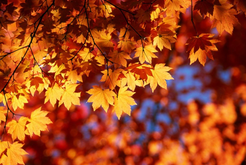 Home Sales in Autumn: 8 Tips to Prepare for  Success