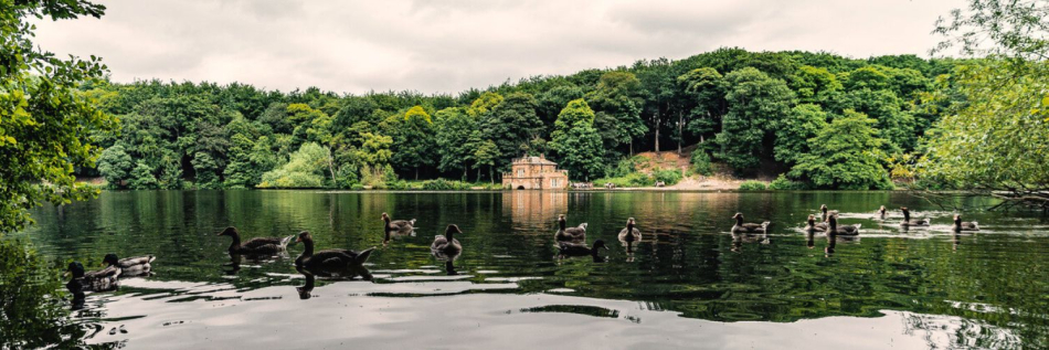Newmillerdam Country Park: A Summer Sanctuary Near Luxury Homes