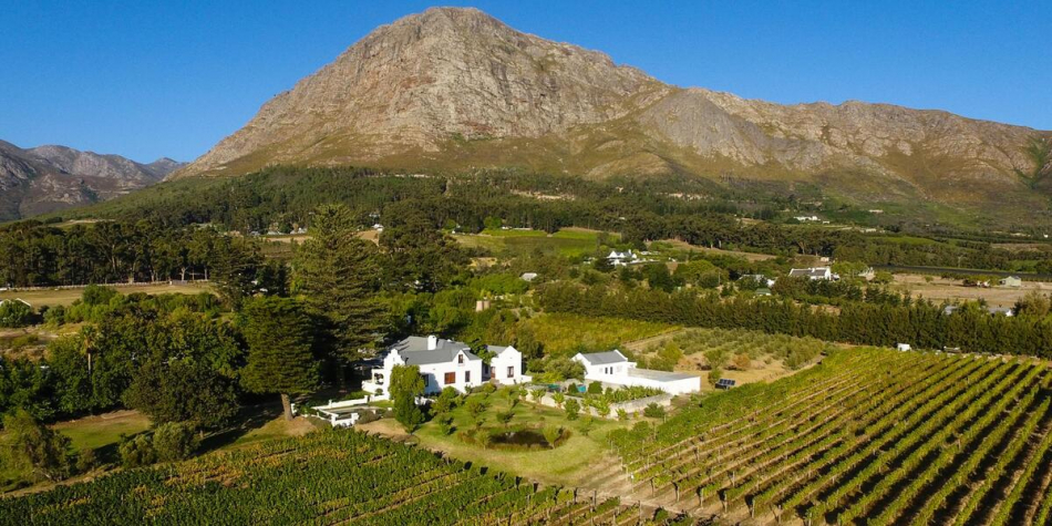 A Wine Lover’s Dream: Vineyards and Wine Cellars