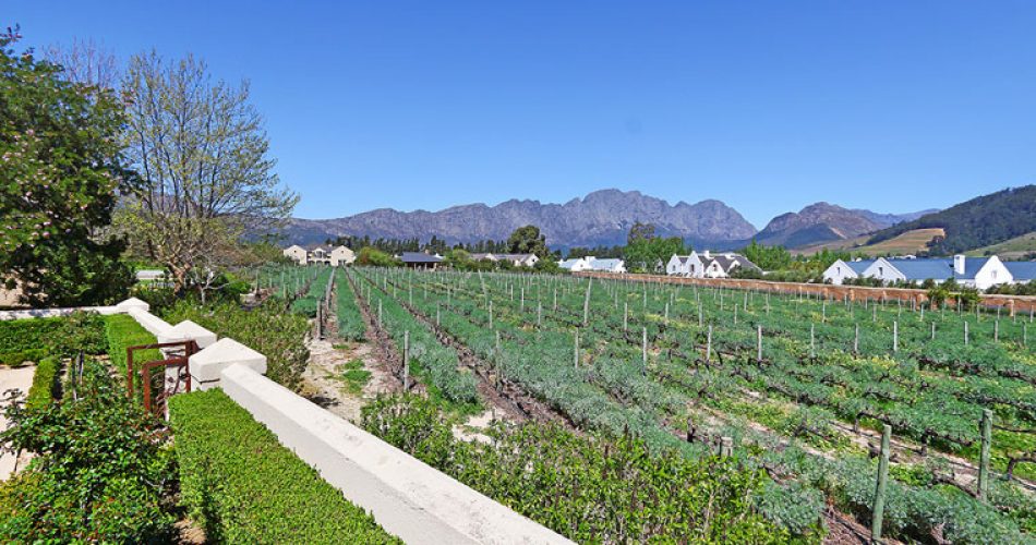 A wine lover's dream: vineyards and wine cellars