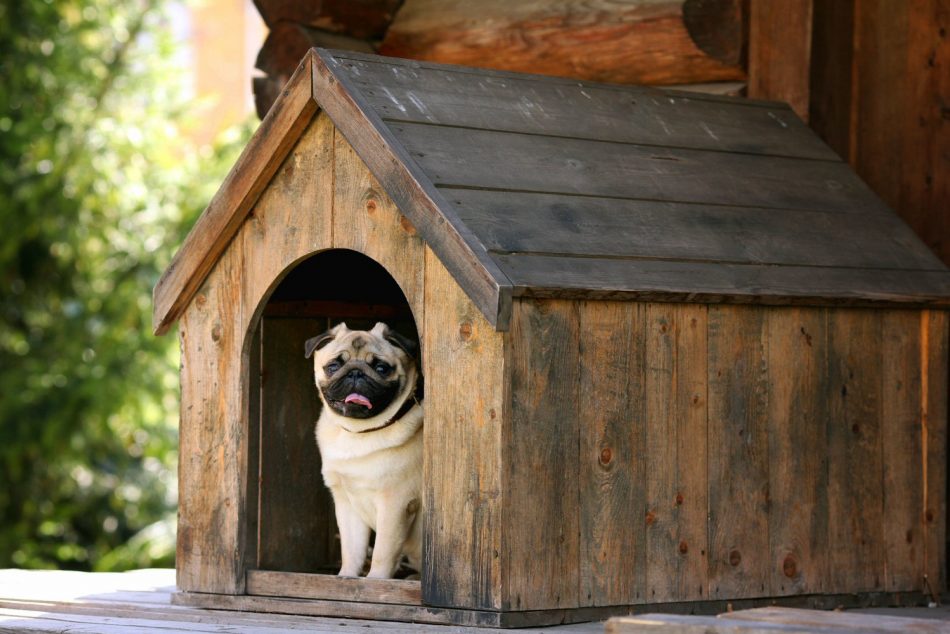 Seven interior design hacks for pet lovers