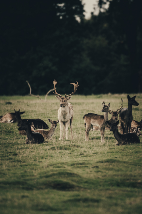 Deer Park - Grantham