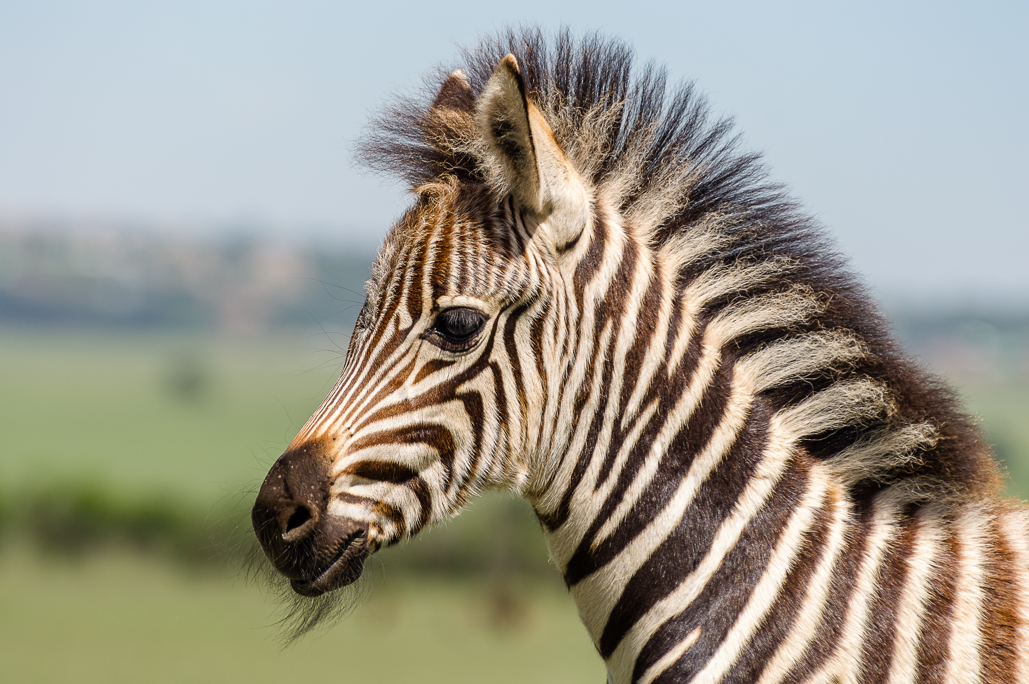 Zebra at Lake District Safari Park